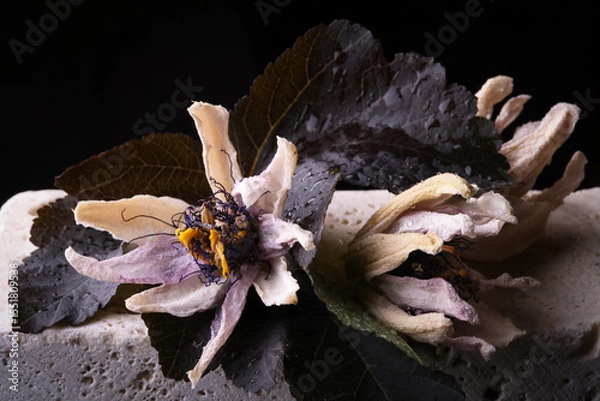Fototapeta Fiori ormai appassiti di passiflora, isolati in primo piano, composizione su fondo nero