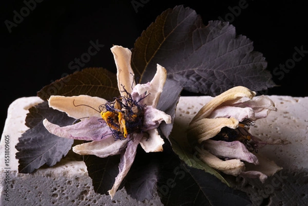 Fototapeta Fiori ormai appassiti di passiflora, isolati in primo piano, composizione su fondo nero