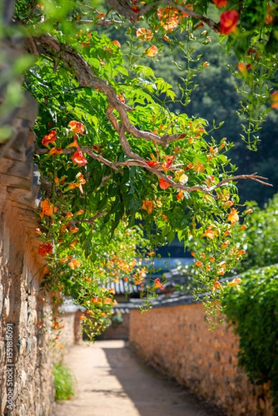 Fototapeta 능소화