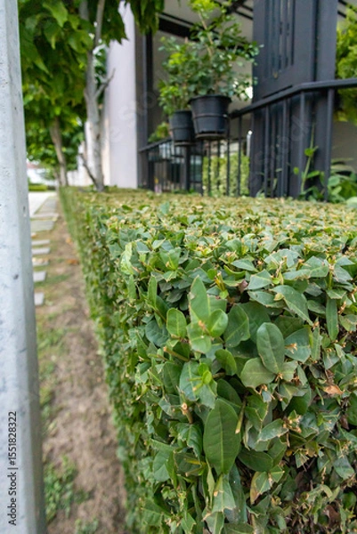 Fototapeta View of Lush Green Hedge Surrounded, focus selective
