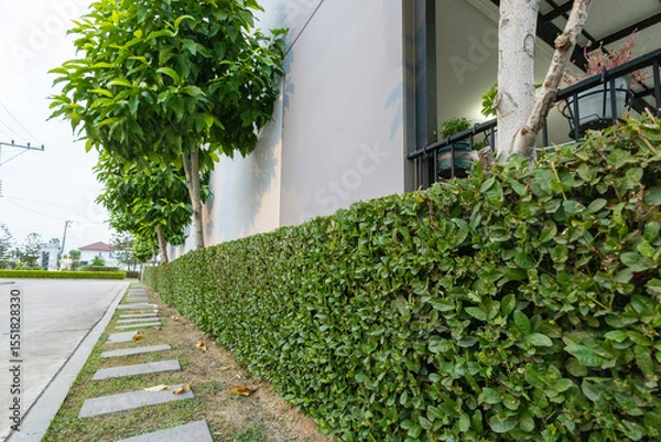 Fototapeta View of Lush Green Hedge Surrounded, focus selective