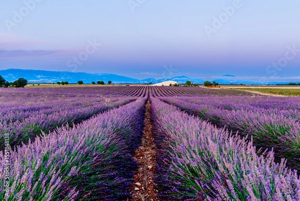 Fototapeta A wide view of blooming lavender under the fading light of dusk. The blue hour creates a serene and poetic atmosphere across the quiet fields.