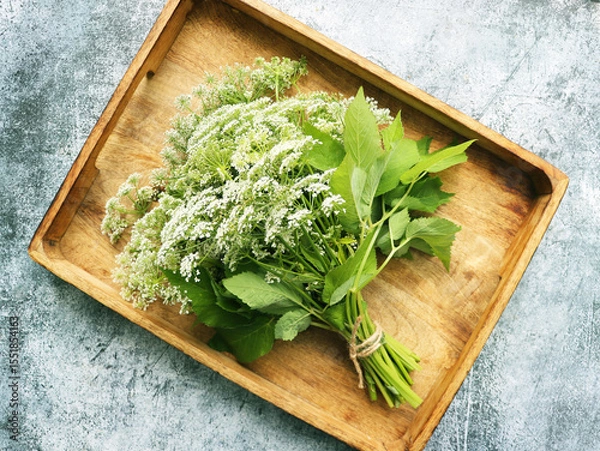 Fototapeta  Ground or Goutweed , wild edible and medicinal perennial grass