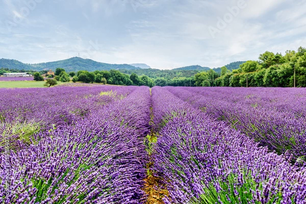 Fototapeta Endless rows of lavender blooming under the sun in the Provence region of southern France. A peaceful and colorful summer scene full of natural beauty.