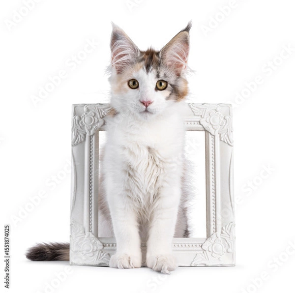 Obraz Pretty high white tortie Maine Coon cat kitten, sitting through white photo frame. Looking towards camera. Isolated on a white background.