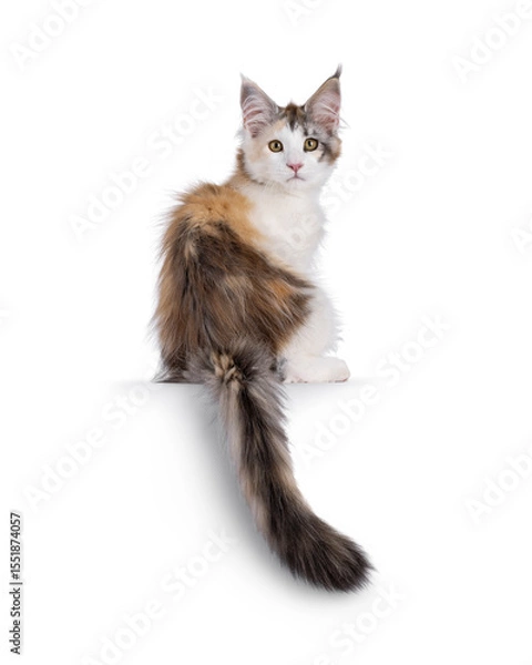 Obraz Pretty high white tortie Maine Coon cat kitten, sitting backwards on an edge. Looking over shoulde towards camera. Isolated on a white background.