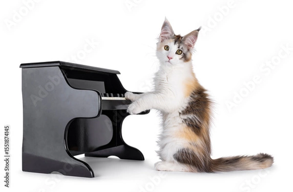 Obraz Pretty high white tortie Maine Coon cat kitten, sitting beside toy piano. Paws on keys like playing music.  Looking towards camera. Isolated on a white background.