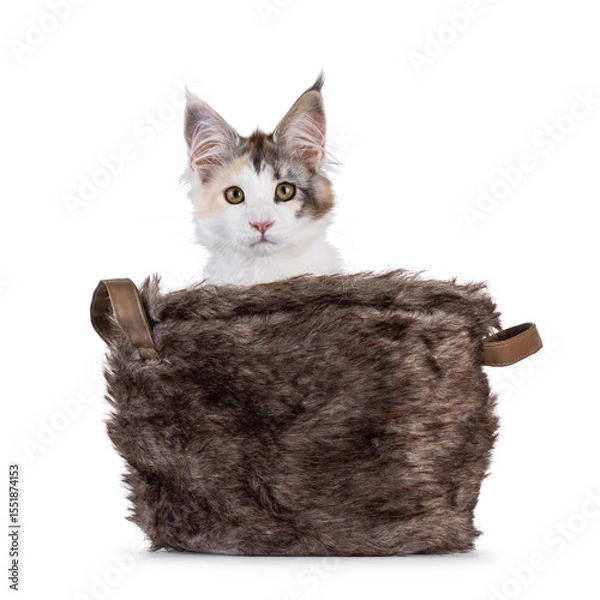 Obraz Pretty high white tortie Maine Coon cat kitten, sitting in brown faux fur basket. Looking towards camera. Isolated on a white background.