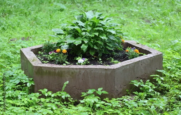 Fototapeta A hexagonal concrete flower bed with flowers and plants surrounded by green grass