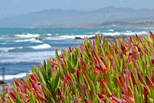 Obraz Ice plant succulent (Carpobrotus edulis) along the central California coast.