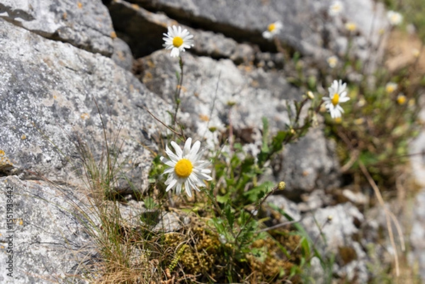 Fototapeta Daisy Flower growing out of the side of a stone wall