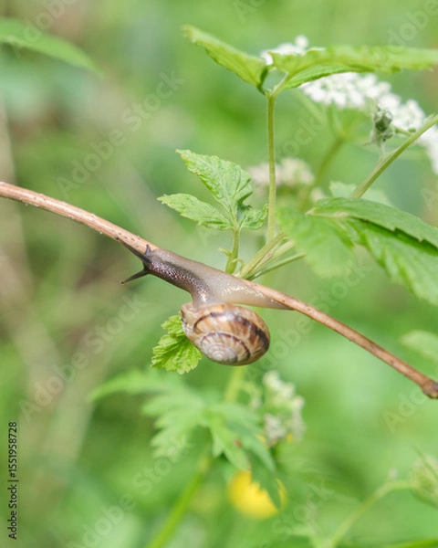 Obraz A snail crawls slowly across fresh green grass in spring.