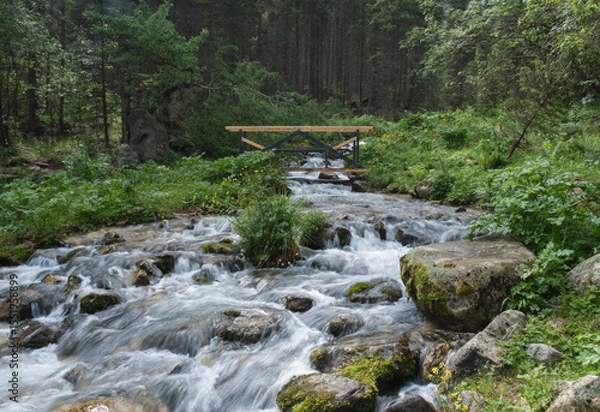 Obraz A stormy mountain river flows through the summer spruce forest of the national park, a wooden bridge is built across the river for tourists
