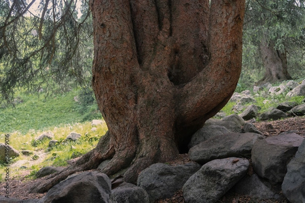 Obraz An old spruce tree with five trunks, it is a natural monument of the national park, the tree has a name five-fingered, Kazakhstan Tien Shan Trans-Ili Alatau, Almaty,