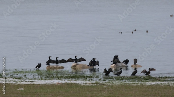 Obraz A flock of black cormorants dry their wings in the sun on the shore of a lake.
