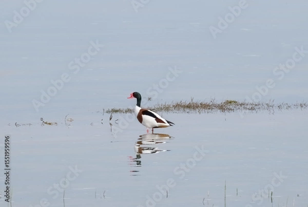 Obraz The shelduck, or atayka, Tadorna tadorna is a large waterfowl of the duck family, on a lake in the Almaty region of Kazakhstan