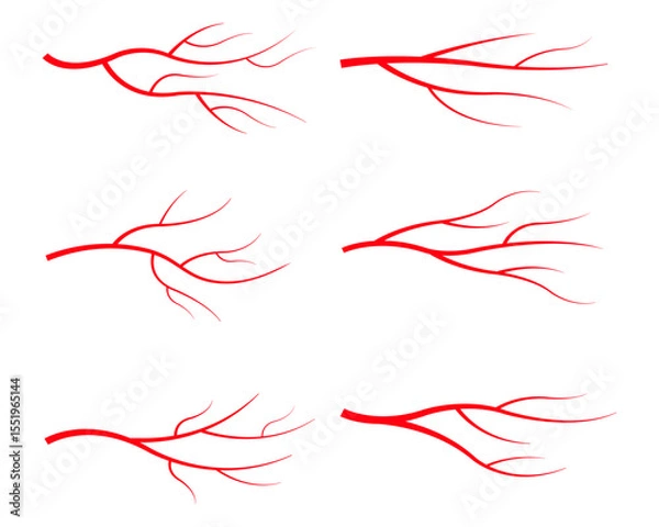 Fototapeta Red Blood Vein Network Six Anatomical Illustrations