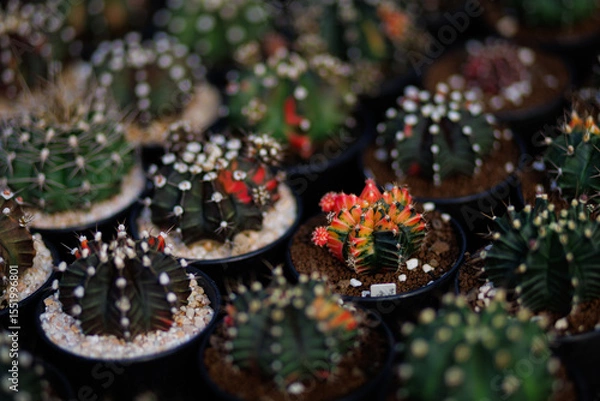 Obraz Gymnocalycium mihanovichii cactus in cactus farm house, Scientific name: Gymnocalycium mihanovichii