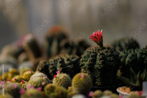 Obraz Beautiful cactus flower ,close up red cactus flower , Red flower of a gymnocalycium baldianum cactus in small pot on natural background