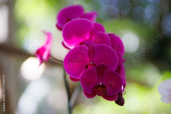 Obraz Close up of pink moon orchids (phalaenopsis amabilis) flowers in bloom