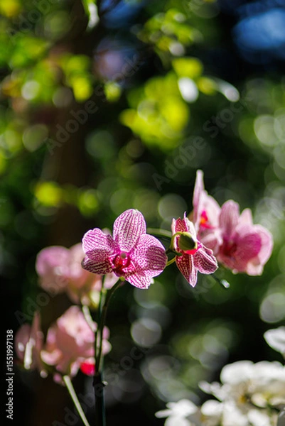 Obraz Close up of pink moon orchids (phalaenopsis amabilis) flowers in bloom