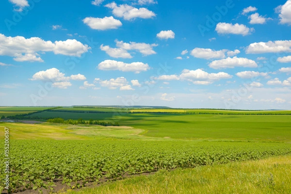 Fototapeta Beautiful rural landscape with green spring field and bright blue sky with clouds