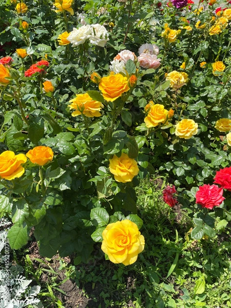 Fototapeta Front garden with blooming lush roses of yellow, red, pink and white colors with green leaves illuminated by sunlight, close-up, side view. Landscape design. Clear summer day.