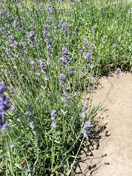 Fototapeta Lush bushes of purple lavender with tall thin stems and green leaves against the background of gray dry earth, close-up, side view. Sunny clear day. Landscape design. Ornamental shrubs.