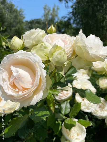 Fototapeta Lush branch of blossoming beige roses and buds against the background of green trees and blue sky, close-up, side view. Delicate flowers are flooded with sunlight. Summer season. Landscape.