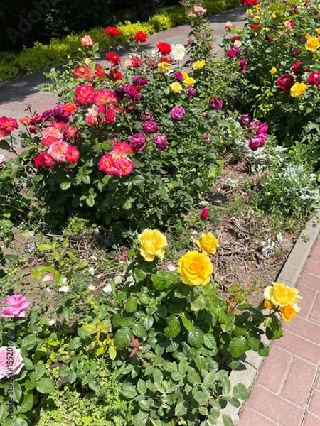 Fototapeta Large rectangular front garden with green bushes of pink, yellow and red roses against the background of gray earth and grass, surrounded by paving slabs, close-up, side view. Sunny summer day.