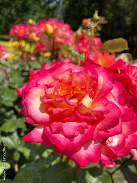 Fototapeta Large lush blossoming rose with petals of white-yellow color smoothly turning into rich pink color at the edges against the background of roses and green trees, close-up, side view. Summer sunny day.