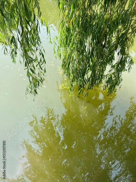 Fototapeta Long willow branches with green leaves hang over a lake with muddy water in the sun's rays touching the surface of the water leaving their reflection and shadow, close-up, view from above. Summer day.