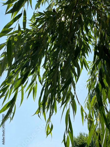 Fototapeta Branches of green willow with long thin leaves against blue cloudless sky, close-up, view from below. Sunny summer day. Leaves in the shade.