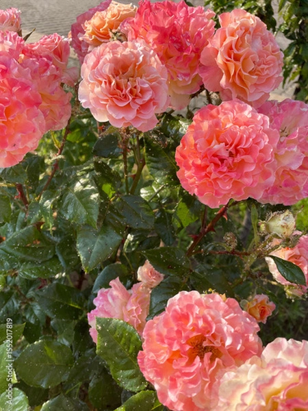 Fototapeta Bush of lush blossoming peach-colored roses, green leaves and stems of which are covered with small midges, close-up, side view. Insect pests. Sick plant. Care is needed. Sunny summer day.