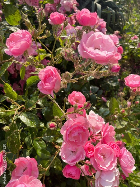 Fototapeta A lush bush of blossoming pink roses with green leaves, the stems of which are covered with small midges, close-up, side view. Insect pests. Sick plant. Care is needed. Sunny summer day.