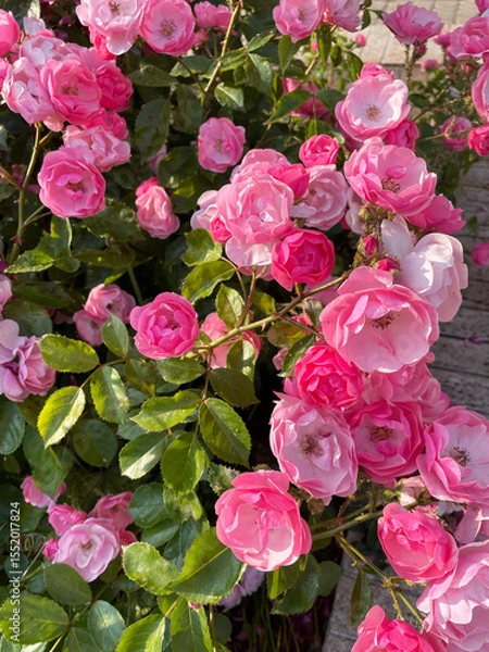 Fototapeta Lush blossoming pink roses with green leaves covered with small midges and illuminated by sun rays against a wooden surface, close-up, top view. Insect pests. Sick plant. Needs care. Summer season.