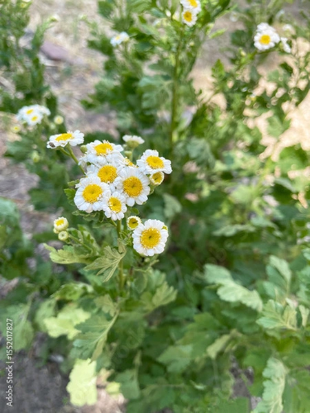 Fototapeta Small lush chamomile flowers with wide white petals and a round yellow velvet center against the background of wide green leaves of their bush and gray dry earth, close-up, top view. Summer season.