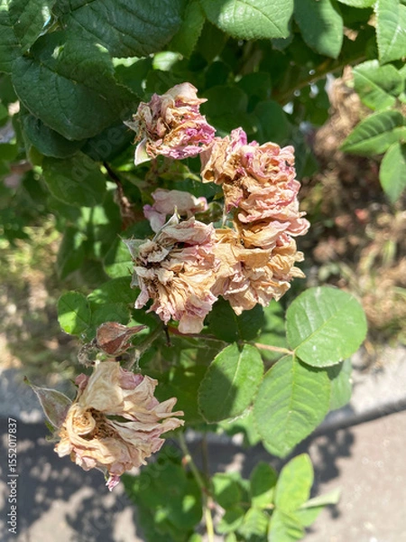 Fototapeta Faded dried rose flowers with green lush leaves against the background of the ground and gray asphalt, close-up, top view. Withered flower. Inflorescences need to be cut off. Care is required. Summer.