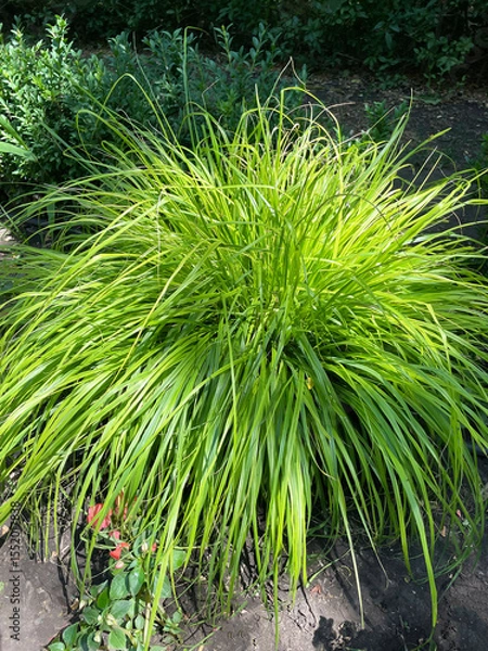 Fototapeta Lush bush of aureola of round shape with long thin leaves partially illuminated by sun rays against the background of grass and gray earth, close-up, side view. Landscape design. Ornamental grass.