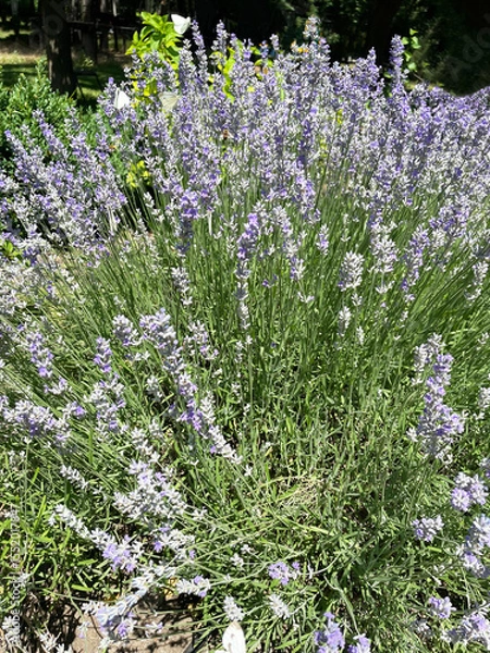 Fototapeta Lush bush of blooming purple lavender with thin long stems and small green leaves against the background of green trees, close-up, side view. Park. Summer sunny day. Landscape design.