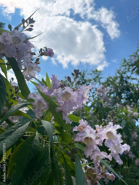Fototapeta Fragment of a lush tree with pale purple flowers and green leaves against a blue sky with a gray cloud and other trees, close-up, bottom view. Sunny summer day. Ornamental tree. Landscape design.