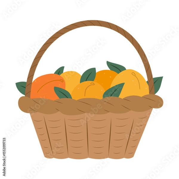 Fototapeta Isolated flat vector illustration of wicker basket with apricots on white background. Cottagecore lifestyle. Healthy food