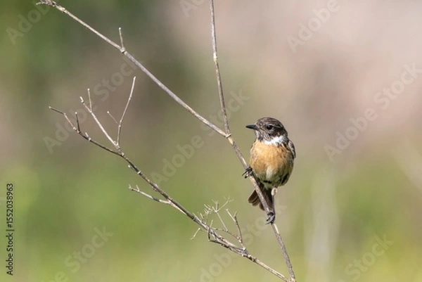 Fototapeta Horizontal close-up of Saxicola rubicola (Common Stonechat) on a branch. Soft countryside colors in background. Taken in Arrocampo Ornithological Park, Spain.