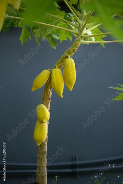 Obraz Papayas are ripening on the tree.