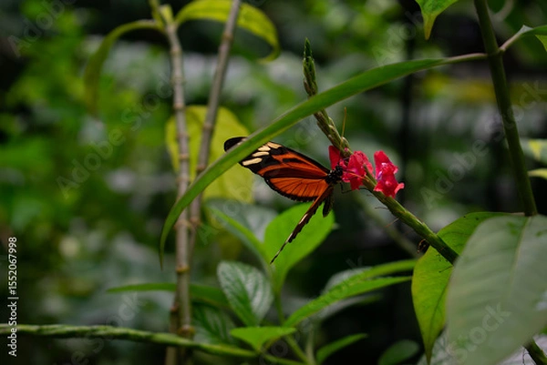 Obraz Tigerwing Butterfly