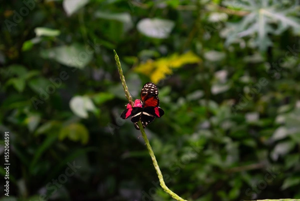 Obraz Tigerwing Butterfly