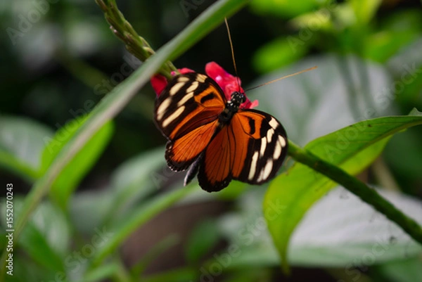 Obraz Tigerwing Butterfly