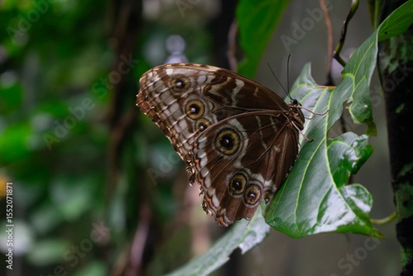 Obraz Blue Morpho Butterfly
