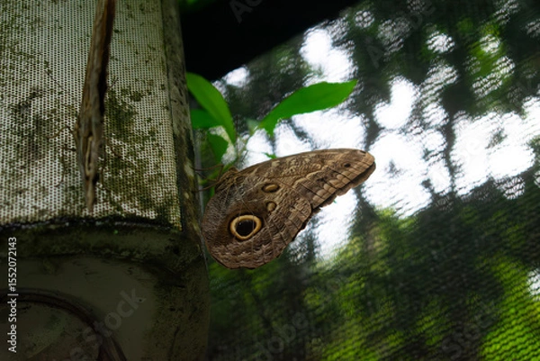 Obraz Blue Morpho Butterfly
