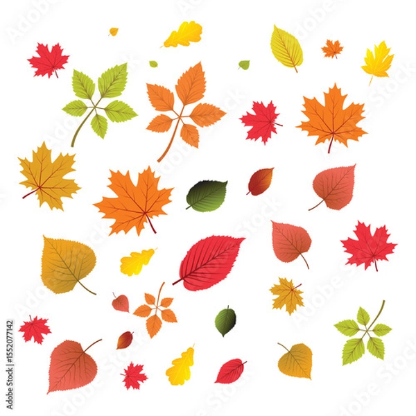 Fototapeta Autumn Leaves: Vibrant Fall Foliage Collection,  Scattered Design, White Background.